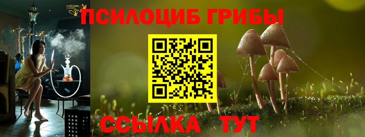 Галлюциногенные грибы Psilocybe Новоалександровск